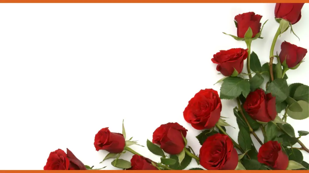 Rosas rojas no perecederas dispuestas elegantemente sobre un fondo blanco, simbolizando momentos duraderos y emociones que perduran. Inspiración de Encanto para regalos significativos que trascienden el tiempo.